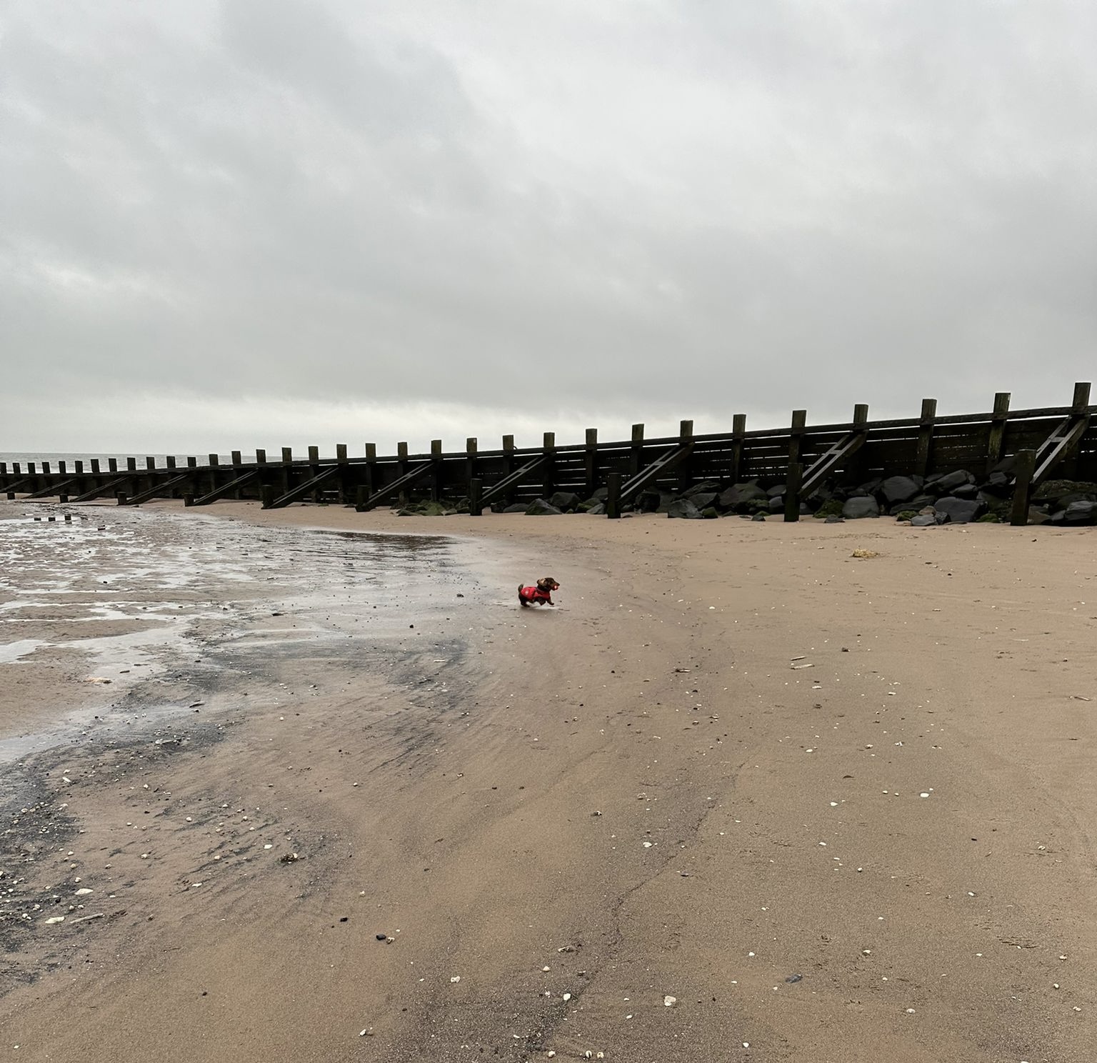 Potato on Portobello Beach